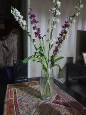 تجریه خرید گلدان پاشاباغچه مدل Diondi