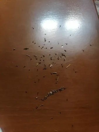 دانه چیا مفيدا - 510 گرم