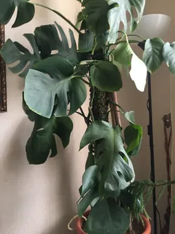 قیم بند مدل خزه دار کد 90cm