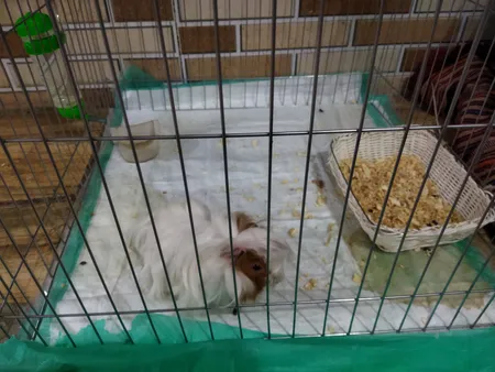 پارک سگ کد 01