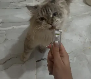 تجریه خرید اسنک تشویقی گربه کاکو مدل fish وزن 20 گرم بسته 5 عددی