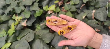 قالب رزین مدل گیره مو طرح کلاسیک کد SIM1