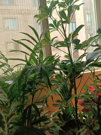 گیاه طبیعی شفلرا ابلق کد qq11