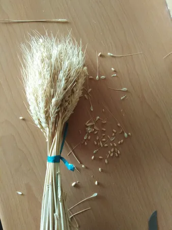 دسته گل خشک مدل خوشه گندم کد 20