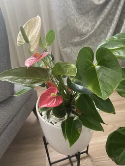 گل طبیعی انتوریوم تافکو مدل صورتی