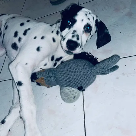 عروسک بافتنی مدل الاغ کد 01