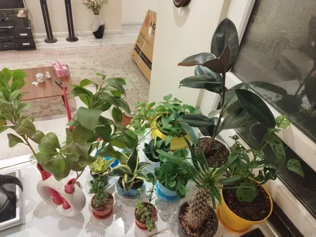 گل طبیعی فیکوس بلک  تافکو کد 1402