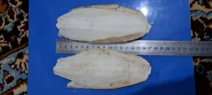 تجریه خرید کف دریا کد M136 وزن 70 گرم