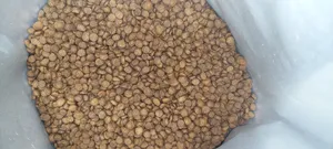 تجریه خرید غذای خشک گربه نوتری پت مدل Adult وزن 10 کیلوگرم