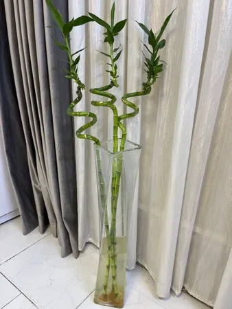 گیاه طبیعی بامبو مدل جوانه دار مدل 80