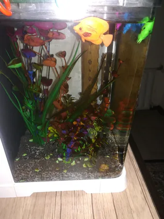 ماهی تزئینی آکواریوم مدل نگاه مجموعه ۴ عددی