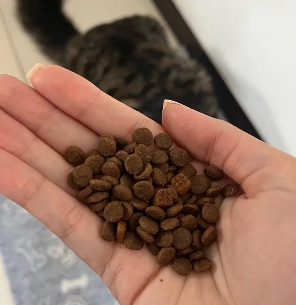 غذای خشک گربه کیتن ونپی مدل گرین فری وزن 1.5 کیلو گرم