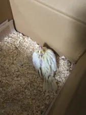 تجریه خرید مکمل غذایی پرندگان زینتی آریا فارم  مدل غذای کمکی جیلراک وزن 200 گرم