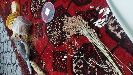 غذای تشویقی عروس هلندی ولکانو میلورم کد MWC60 وزن 60 گرم