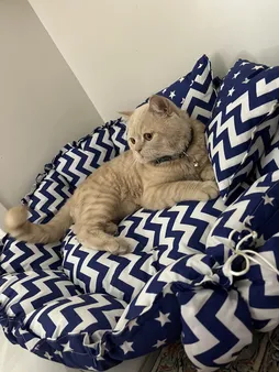 جای خواب سگ و گربه مدل star8