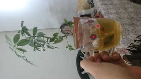 چای سبز کیسه ای با طعم لیمو مسما بسته 25 عددی