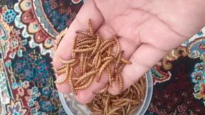 تجریه خرید تشویقی مرغ مینا فود فارمز لند مدل میل ورم وزن 50 گرم