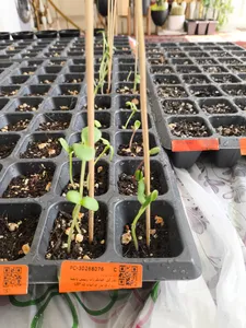 تجریه خرید بذر گل آفتابگردان زینتی پابلند زرد آرکا بذر ایرانیان کد 137-ARK