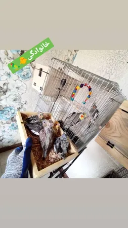 دستکش ایمنی دستکش گیلان مدل XL1N