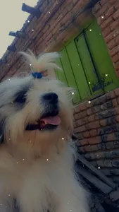 تجریه خرید شامپو سگ و گربه پرسا مدل Honey وزن 500 گرم