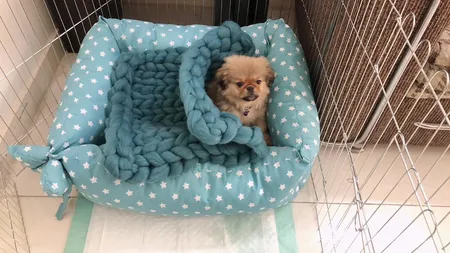 پارک سگ کد 01