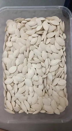 تخمه کدو گوشتی خشکپاک مقدار 450 گرم