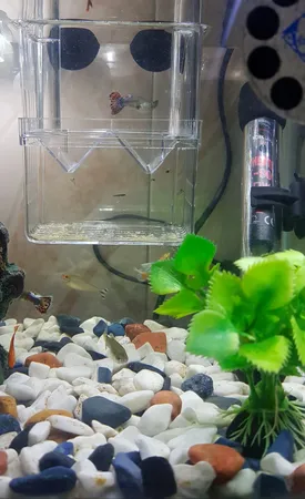 زایشگاه ماهی رویال مدل sn_113