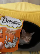 تجریه خرید غذای تشویقی گربه دریمز مدل Snack With Chicken وزن 60گرم