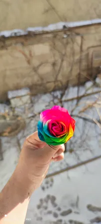 گل رز جاودان مدل 101