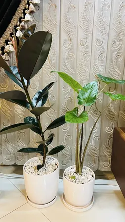 گل طبیعی بابا ادم  تافکو کد 2025