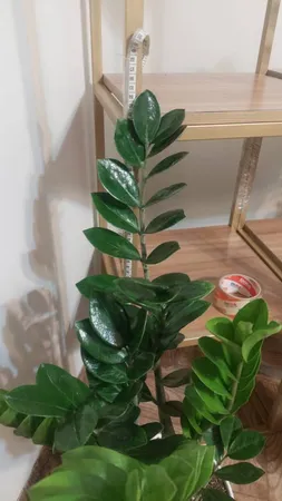 گیاه طبیعی زامیفولیا مدل zami235