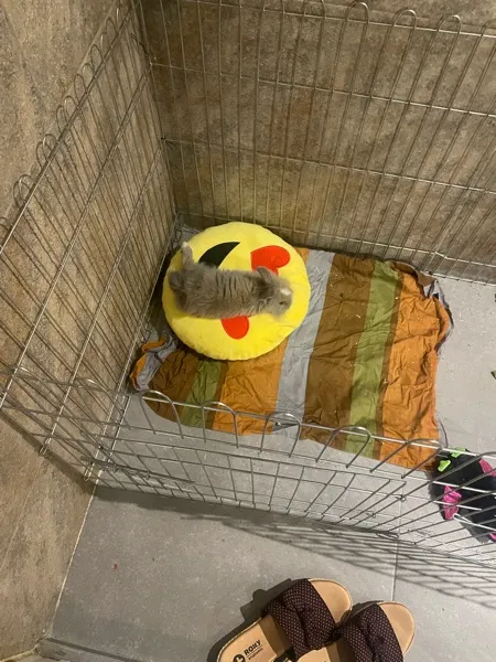 پارک سگ کد 01