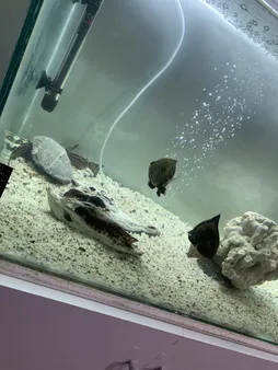 جمجمه تزیینی آکواریوم کد MS