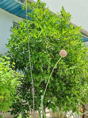 گوشی موبایل آنر مدل 200 دو سیم کارت ظرفیت 256 گیگابایت و رم 12 گیگابایت