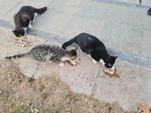 تجریه خرید غذای خشک گربه مفید مدل Supportive Food وزن 10 کیلوگرم