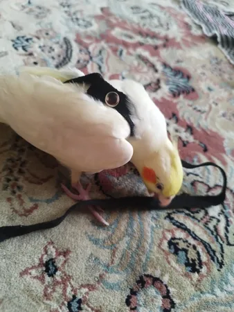 جلیقه پرواز عروس هلندی کد A12