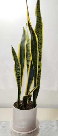 گل طبیعی سانسوريا ابلق تافکو کد 2023