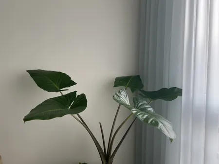 گیاه بابا آدم  کد 18