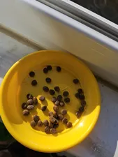 تجریه خرید غذای خشک گربه مفید مدل ADULT1400 وزن 2 کیلوگرم