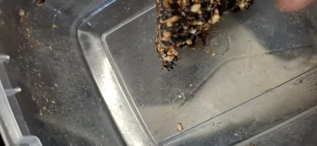 چهار مغز کنجد سیاه نات لاین - 600 گرم