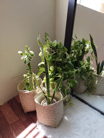 سبد حصیری مدل استوانه17-27 بسته سه عددی