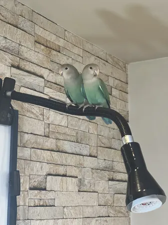 چراغ مطالعه صنایع‌ کریم‌ زاده مدل گیره ای کد CL-115