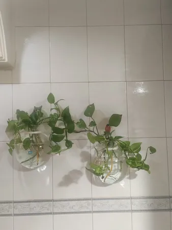 گلدان دکوری مدل دیواری شیشه ای مجموعه 2 عددی