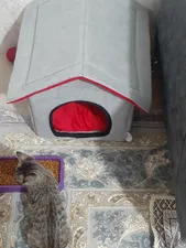 تجریه خرید غذای خشک گربه مونلو مدل هربال شده وزن 1 کیلوگرم