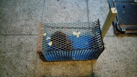 تله موش مدل قفسی