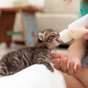 تجریه خرید شیرخشک گربه پرسا مدل replacer وزن 450 گرم