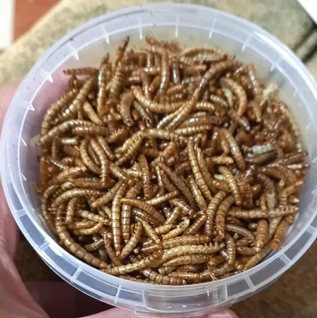 غذای تشویقی عروس هلندی ولکانو میلورم کد MWC60 وزن 60 گرم