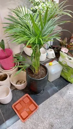 خاک برگ گیلدا کد GB12L حجم 12 لیتر