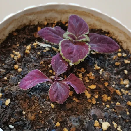 بذر گل حسن یوسف واولت رد سانیا سید مدل Velvet Red