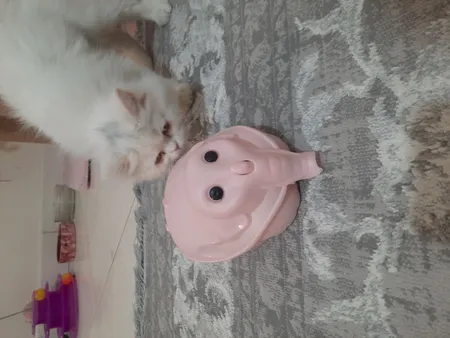 جارو نپتون مدل فیل